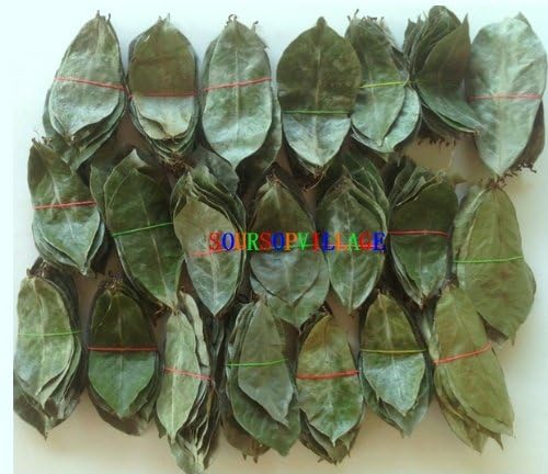Soursop Graviola Annona Muricata Guyabano 250 Shadow Dried Leaves
