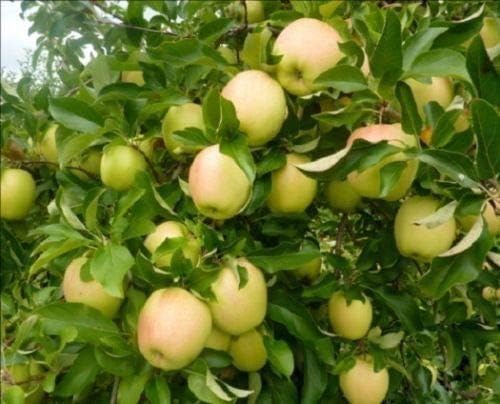 2 Golden Delicious Apple Tree SEEDLINGS 9-15 INCH Flowering Fruit Live Plants