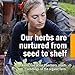 Herb Pharm Herbs on The Go Portable Spray: Immune Season, 1 Ounce