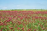 1Lb Crimson Clover Seed Nitro Coated Inoculated Flowering Seeds for Wildlife Food Plots & Soil Erosion Control