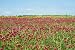 1Lb Crimson Clover Seed Nitro Coated Inoculated Flowering Seeds for Wildlife Food Plots & Soil Erosion Control