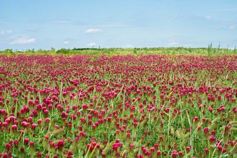 1Lb Crimson Clover Seed Nitro Coated Inoculated Flowering Seeds for Wildlife Food Plots & Soil Erosion Control
