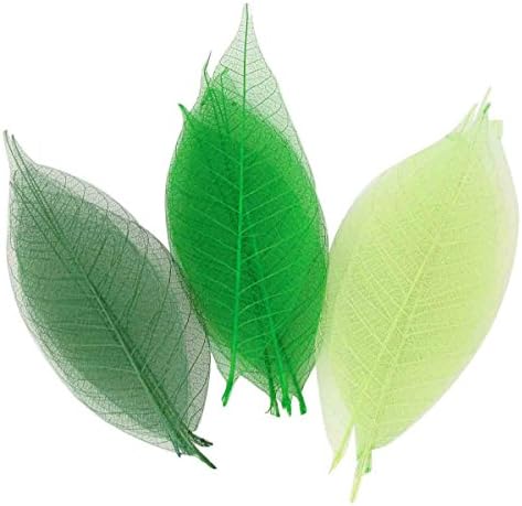Skeletons of leaves matching green 8 cm x 20 pcs - MegaCrea