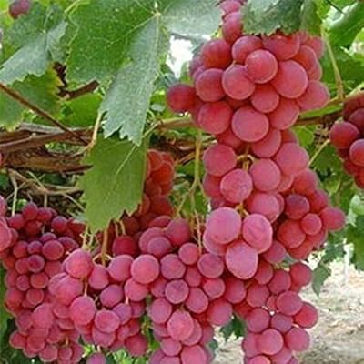 bolsas para uvas amazon