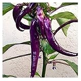 David's Garden Seeds Pepper Cayenne Purple SL1346 (Purple) 50 Non-GMO, Heirloom Seeds