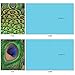 The Best Card Company - Boxed Set of 10 Bird Thank You Notecards with Envelopes 4 x 5.12 inch, Feathered Animal Gratitude - Fancy Feathers M3003