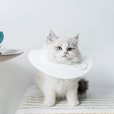Paper Plate Homemade Cone Of Shame Cat Diy Cat Cone Alternative