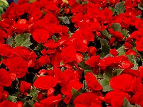 Amazon Co Jp ポスター ベゴニア花赤花壇 の 写真 ポスター 印刷 サイズ A3 30x42cm ホーム キッチン Amazon Co Jp ポスター ベゴニア花赤花壇 の 写真 ポスター 印刷 サイズ A3 30x42cm ホーム キッチン
