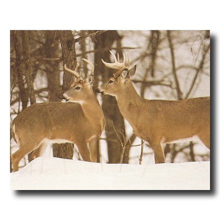 Whitetail Buck Deer Doe Lake Animal Wildlife Cabin Lodge Wall Picture Art Print