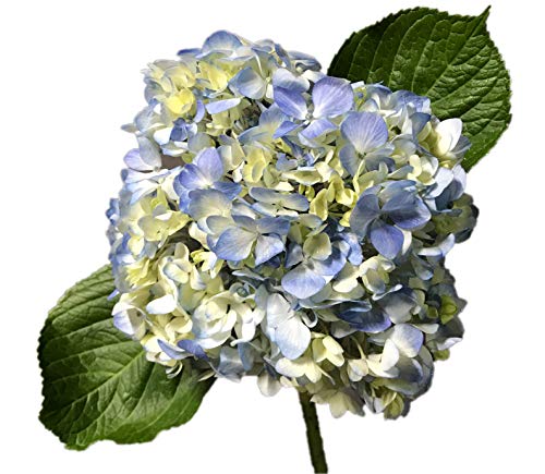 Light Blue Fresh Cut Hydrangea | Fresh Cut Flowers (10)