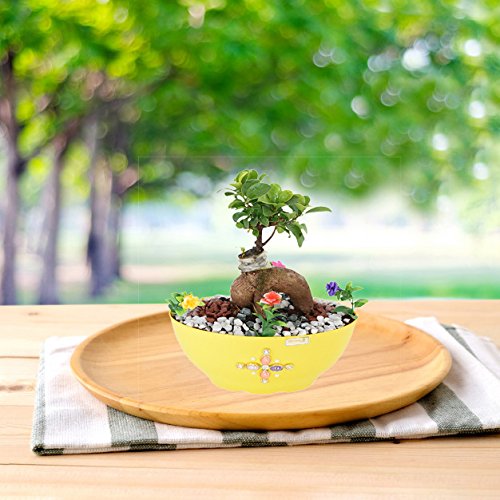 Holy Krishna Ficus (Mini Bonsai 3.5 yrs Old) The Feng Shui Air