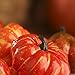 Autumn Mixture of 12 Artificial Gourds and Pumpkins for All Your Fall Harvest Decorating and Displaying