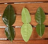 Thai Kaffir Lime Leaf Powder 1/2 oz