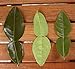 Thai Kaffir Lime Leaf Powder 1/2 oz