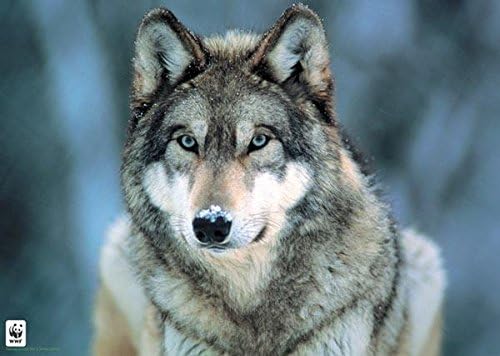 Grey Wolf Poster 36x24