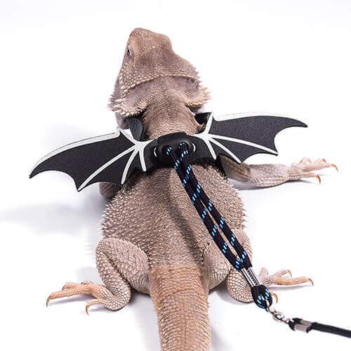 WATFOON Adjustable Bearded Dragon Lizard Comfort Leather Leash Harness with Cool Wings for Reptiles Amphibians Leopard Gecko Anole and Other Small Pet Animals (L, Blue)