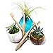 Premium Natural Bamboo Toothbrush - Eco Friendly and Biodegradable Toothbrushes w/Soft Bamboo Fiber and BPA Free Nylon Bristles - Organic Dental Care For Men and Women - 4 Pack by Ecoture