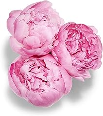 Floral, Peony 3 Stem