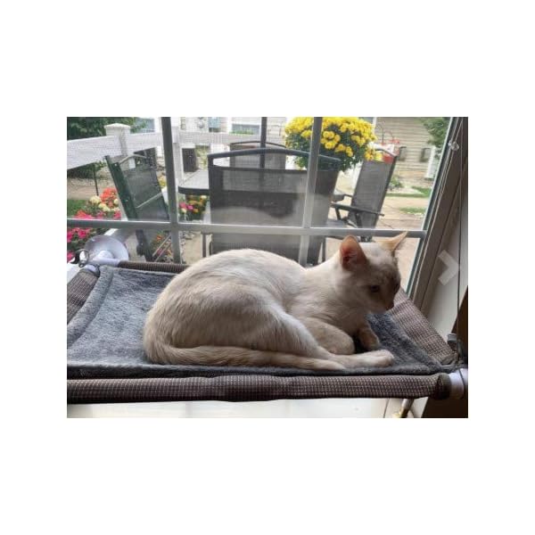 cat window perch target