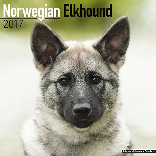Norwegian Elkhound Calendar 2017 - Dog Breed Calendars - 2016 - 2017 wall calendars - 16 Month by Avonside