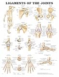 Ligaments of the Joints Anatomical Chart, Anatomical Chart Company Staff, 1587794535