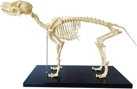 Amazon Co Jp 犬の骨格標本のモデル 動物の解剖学教育モデルは 解剖学的モデル動物解剖学と人間の生物学教授獣医教育のデモンストレーションツールを犬 教育機器 組み立ては不要 臓器モデル ホーム キッチン Amazon Co Jp 犬の骨格標本のモデル 動物の解剖学教育モデルは 解剖学的モデル動物解剖学と人間の生物学教授獣医教育のデモンストレーションツールを犬 教育機器 組み立ては不要 臓器モデル ホーム キッチン