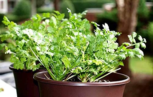 Coriander Seeds Cilantro Chinese Parsley up to 500 Seeds - Thumbnail 4