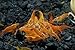 SoShrimp 5 Orange Sakura Shrimp - Neocaridina davidi Live Freshwater Aquarium Shrimp - 1/2 to 1 inch Long