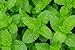 US Organic 100% Pure Peppermint Essential Oil - USDA Certified Organic - 10 ml - w/Improved caps and droppers (More Size Variations Available)