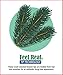 National Tree Company Pre-lit 'Feel Real' Artificial Full Downswept Christmas Tree, Green, Douglas Fir, Dual Color LED Lights, Includes Stand, 9 feet