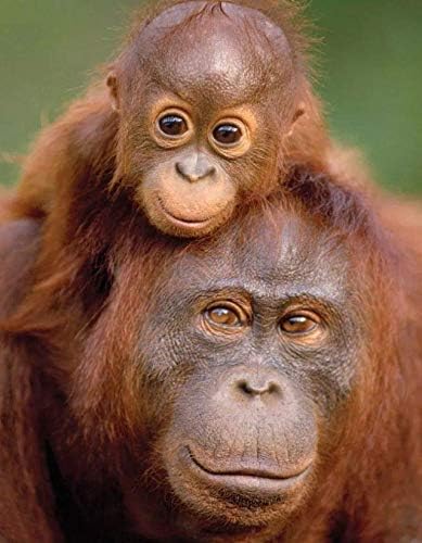 QNJY Kids Puzzles Toys Educational Puzzles Jigsaw 70x50 Orangutan Animal Jigsaw Puzzles for Adults 1000 Piece