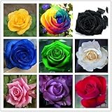 2015 HOT SALE Free shpping 9 Mix Colors 450pcs Seeds Rainbow Rose Seeds Rare rose Flower seeds DIY Garden & Home Planting