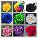 2015 HOT SALE Free shpping 9 Mix Colors 450pcs Seeds Rainbow Rose Seeds Rare rose Flower seeds DIY Garden & Home Planting primary