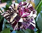 Black Dragon Rose Seeds Bush Flower Seeds - Treasuresbylee Exclusive