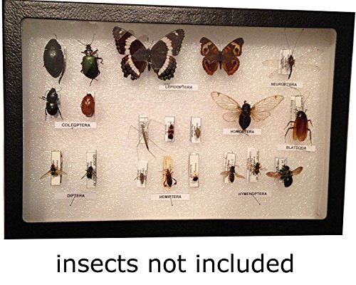 Insect Display Case, 12 x 8 x 3