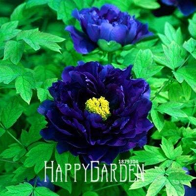 Amazon 5 熱い販売 ピンクと赤のダブルカラー牡丹の花の種鉢植えの花盆栽植物の種ホームガーデン10種子 バッグ S48p4r 花