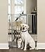 Carlson Extra Tall Walk Through Pet Gate with Small Pet Door, Includes 4-Inch Extension Kit, 4 Pack Pressure Mount Kit and 4 Pack Wall Mount Kit, Platinum primary