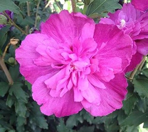 Raspberry smoothie hibiscus ( althea ) - rose of sharon…