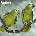 Amazon Parrot Calendar - Parrot Calendar - Bird Calendars - Calendars 2018 - 2019 Wall Calendars - Monthly Wall Calendar by Avonside