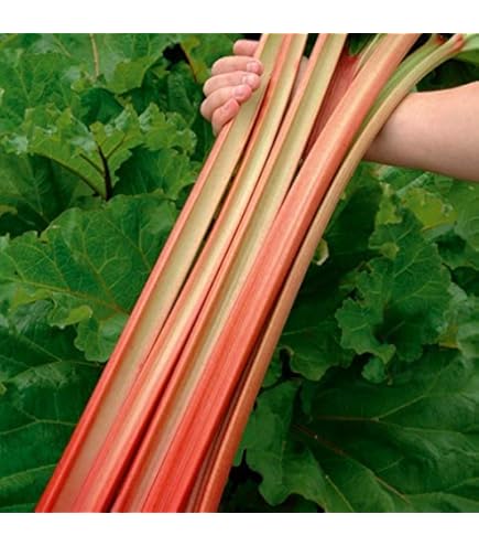 Rubarb Rubarb - Victory Of Love 7インチ Amazon.com : Victoria Red Rhubarb 25 Seeds-Perennial - Easy