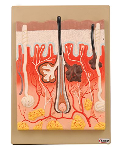 EISCO Human Skin Model, 300 Times Enlarged, Hand Painted