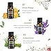 VicTsing Set of 6 Aromatherapy Essential Oil 100% Pure Therapeutic Grade, Scented Oil Basic Sampler Set (Orange, Lavender, Tea Tree, Lemongrass, Eucalyptus, Peppermint, 6 Bottles 10ml/.33fl oz Each)