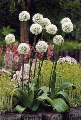 Allium Mount Everest Bulb Tuber Root Amazon Co Uk Garden Outdoors