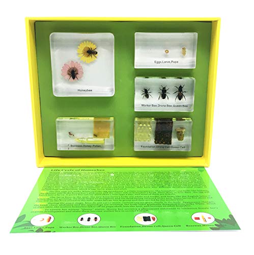 1 Lifecycle+Acrylic+Classroom+Specimens+Education