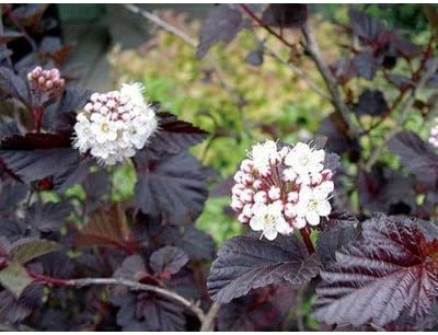 Amazon テマリシモツケ 手鞠下野 ディアボロ 手毬状 アクセントプランツ 植木 花木 苗木 落葉低木 花