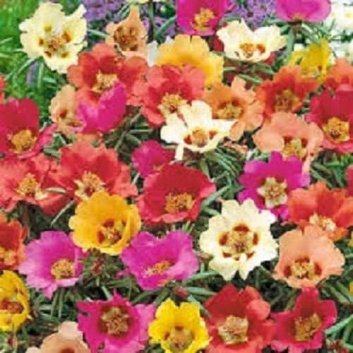 Organic Flower Seeds Purslane"Large-Flowered Mix" (Portulaca grandiflora) 400 Seeds.