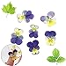 Xinhongo 50 Pcs Real Pansy Pressed Dried Pressed Flowers for Art Craft DIY Preserved Flower Decorations Resin Jewelry Pendant Crafts DIY Cards Making