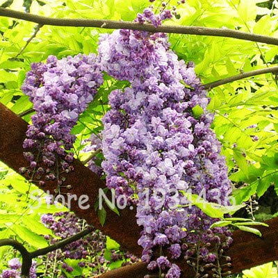 Pinkdose Climbing Wisteria Perennial Flower for The Garden Bonsai Purple Flower Seedlings Creeping Vine Sements Flores Plantes 10 Pcs: 9