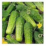 David's Garden Seeds Cucumber Pickling Boston SL3009 (Green) 50 Non-GMO, Heirloom Seeds