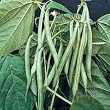 Green Bean, Blue Lake, Pole, Heirloom, Organic 20+ Seeds, Non-gmo, Tasty N Healty Beans